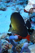 Zebrasoma scopas-Maldives Bathalaa thila-25m-20240423-da-DSC_6036_tn